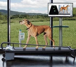 ZEBRIS MEDICAL CanidGait